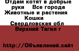 Отдам котят в добрые руки. - Все города Животные и растения » Кошки   . Свердловская обл.,Верхний Тагил г.